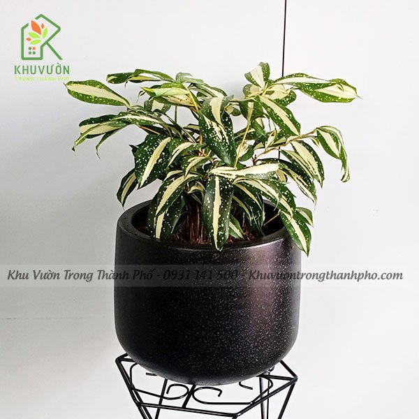 Cây Trúc Thanh Tâm Dracaena Surculosa 3