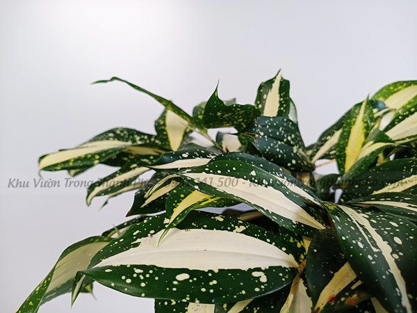 Cây Trúc Thanh Tâm Dracaena Surculosa 2