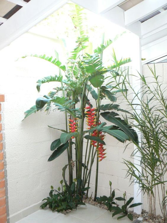 Cây Chuối Pháo 2
