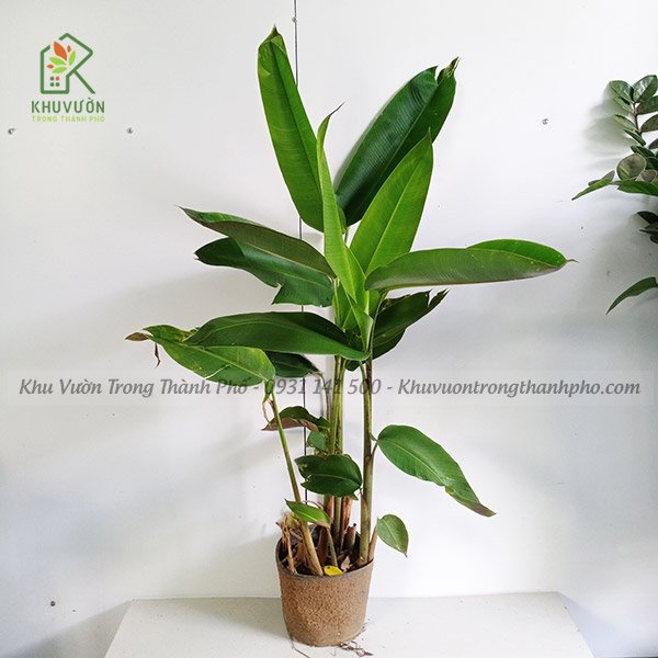 Cây Chuối Pháo