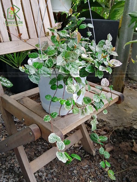 Cây Thằn Lằn Cẩm Thạch 2
