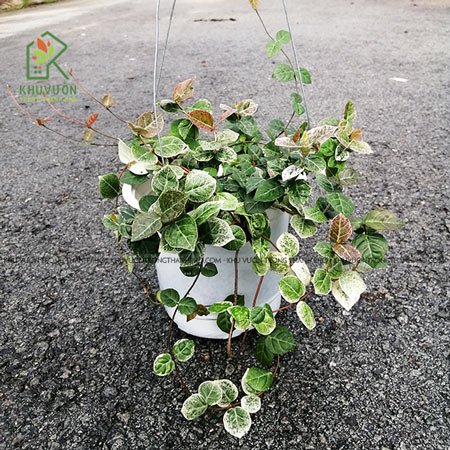 Cây Thằn Lằn Cẩm Thạch