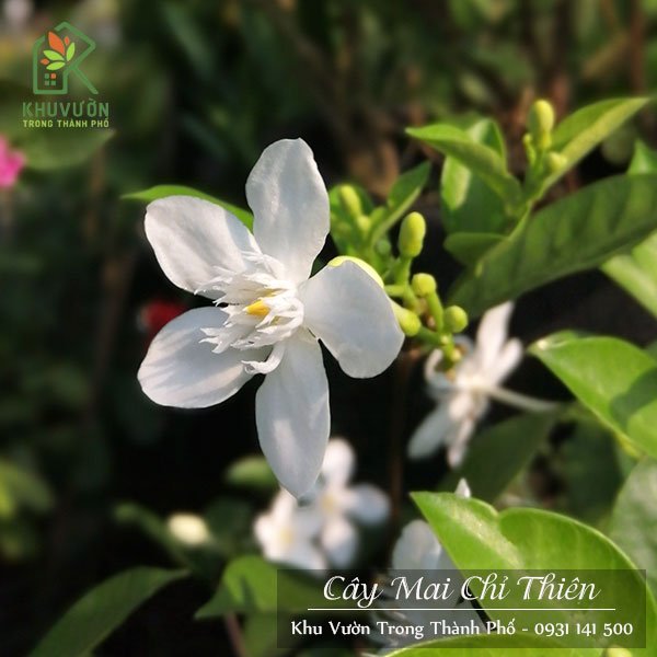 Cây Mai Chỉ Thiên