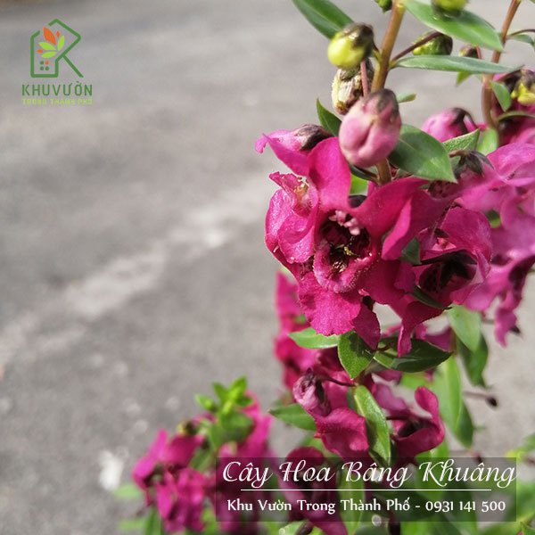 Cây Hoa Bâng Khuâng 3