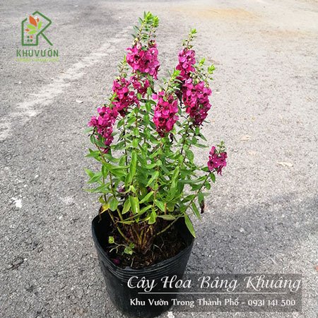 Cây Hoa Bâng Khuâng 2