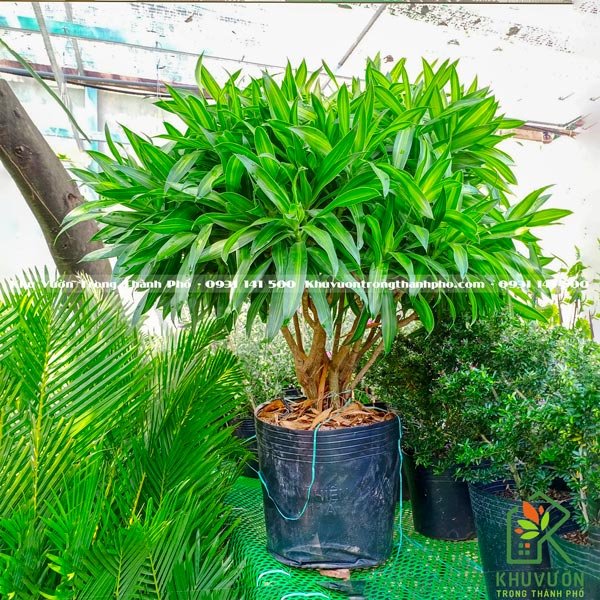Cây Trúc Bách Hợp