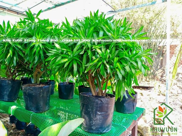 Cây Trúc Bách Hợp 2