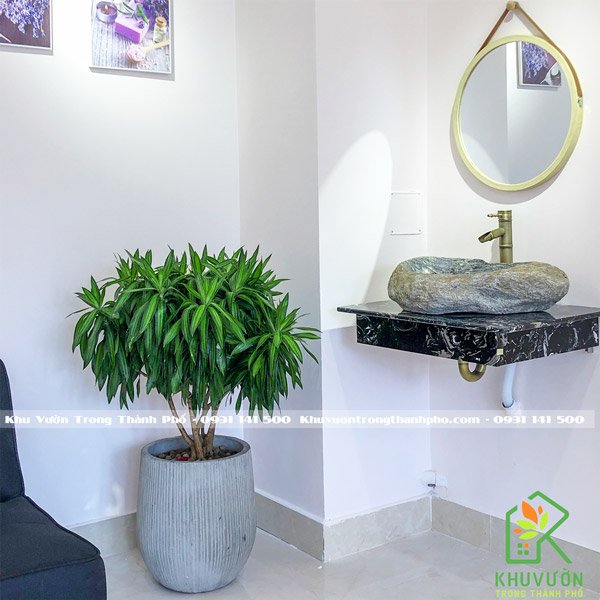 Cây Trúc Bách Hợp 3