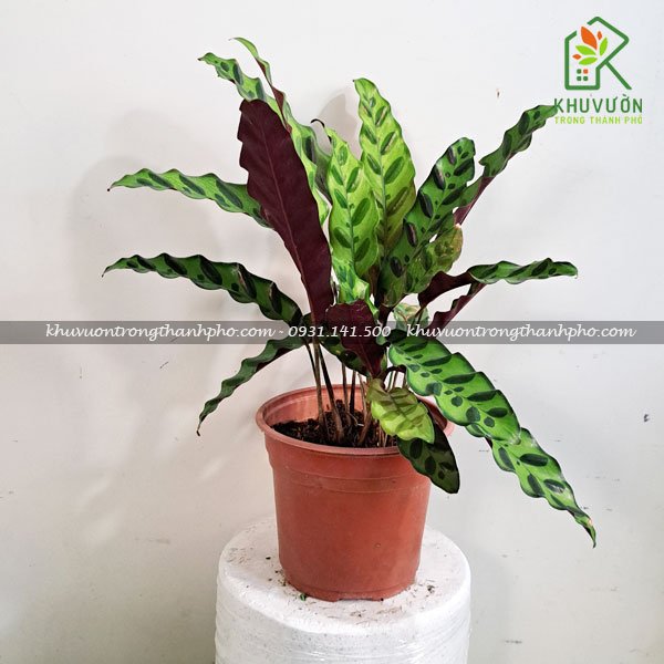 Cây Đuôi Phụng Calathea lancifolia