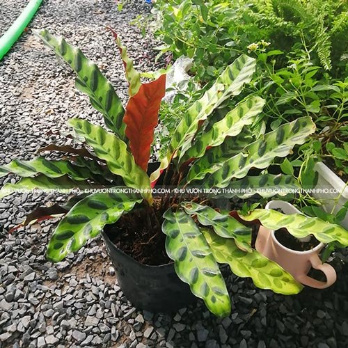 Cây Đuôi Phụng Calathea lancifolia 3