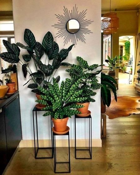 Cây Đuôi Phụng Calathea lancifolia 2