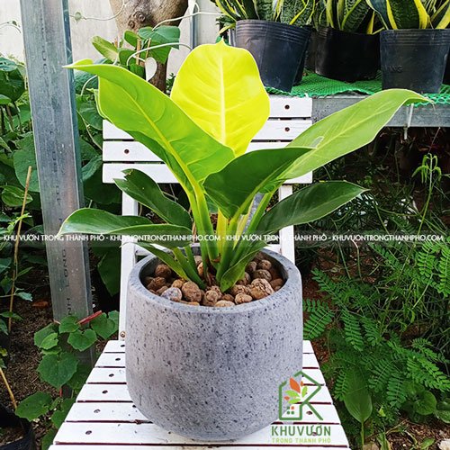 Chậu Cây Trầu Bà Đế Vương Vàng 3