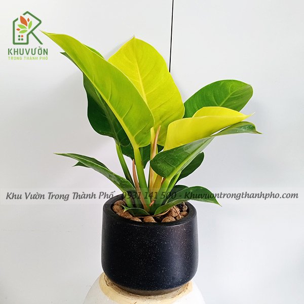 Chậu Cây Trầu Bà Đế Vương Vàng