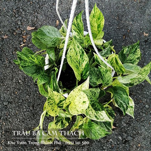 Cây Trầu Bà Sữa Epipremnum aureum ‘Marble Queen’ 2