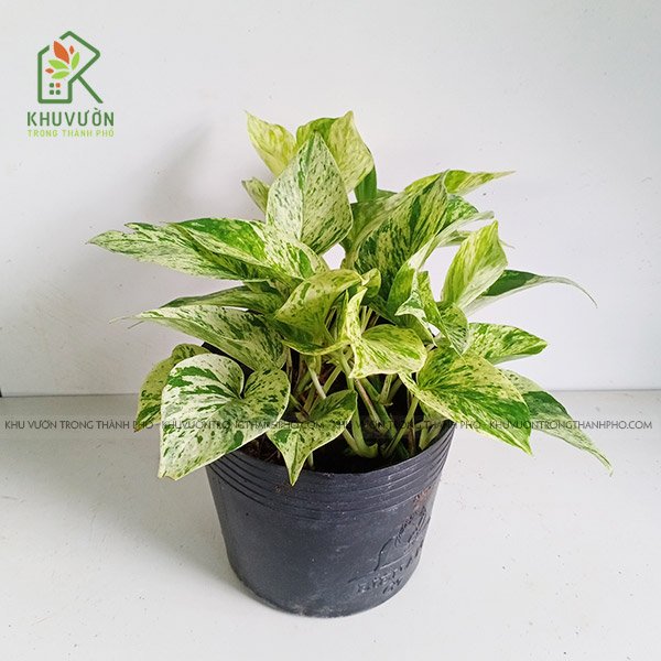 Cây Trầu Bà Sữa Epipremnum aureum ‘Marble Queen’
