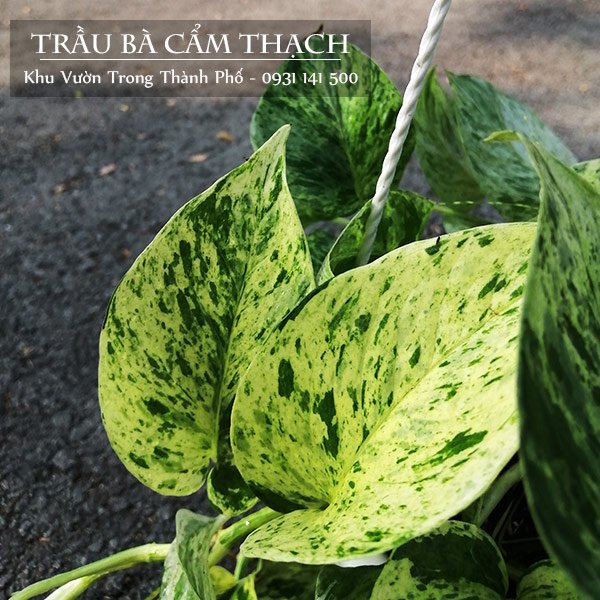 Cây Trầu Bà Sữa Epipremnum aureum ‘Marble Queen’ 3