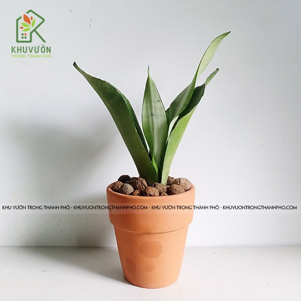 Cây Lưỡi Hổ Bạc Sansevieria Moonshine 3