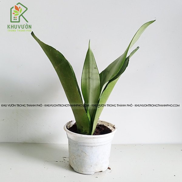 Cây Lưỡi Hổ Bạc Sansevieria Moonshine 2