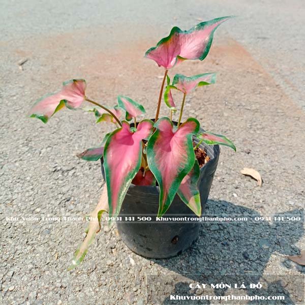Cây Môn Đỏ Caladium florida red ruffles 3