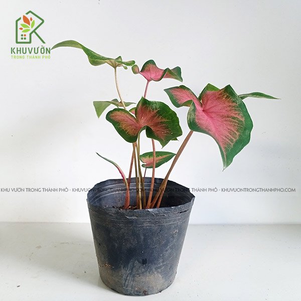 Cây Môn Đỏ Caladium florida red ruffles