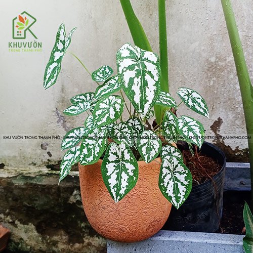 Chậu Cây Môn Đốm Trắng 2
