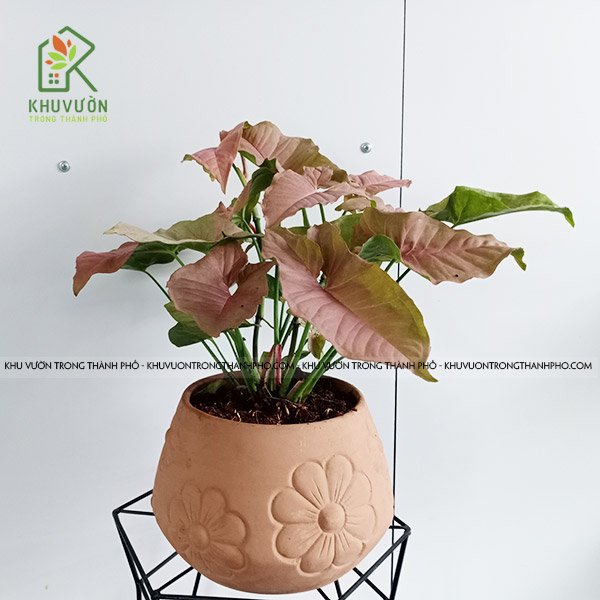 Chậu Cây Trầu Bà Hồng Pink Sygonium