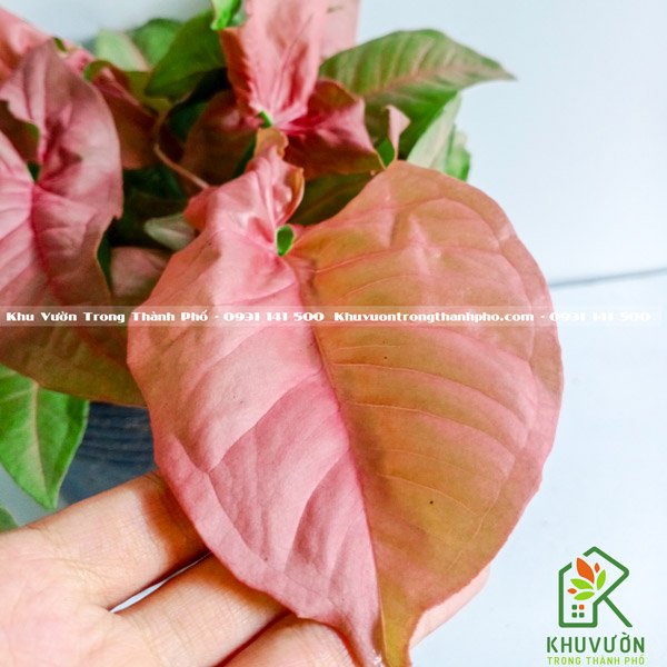 Chậu Cây Trầu Bà Hồng Pink Sygonium 2