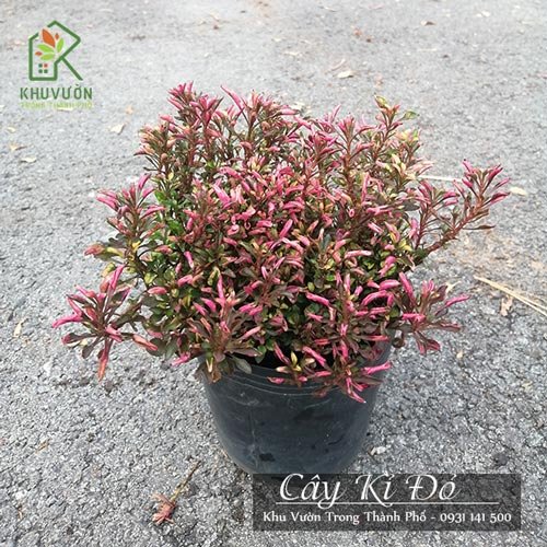Cây Kỉ Đỏ, Cây Dền Đỏ