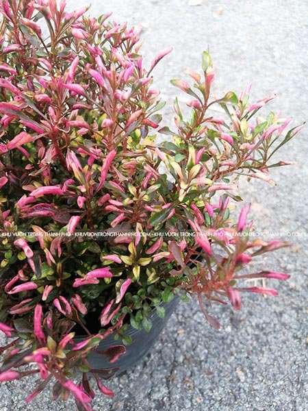 Cây Kỉ Đỏ, Cây Dền Đỏ 2