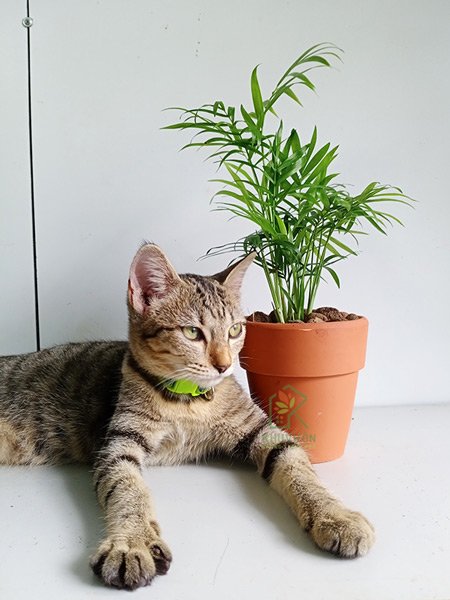 Cây Cau Tiểu Trâm Để Bàn 2