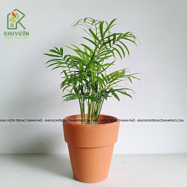 Cây Cau Tiểu Trâm Để Bàn