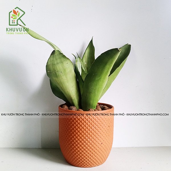 Chậu Cây Lưỡi Hổ Bạc Sansevieria ‘Moonshine’
