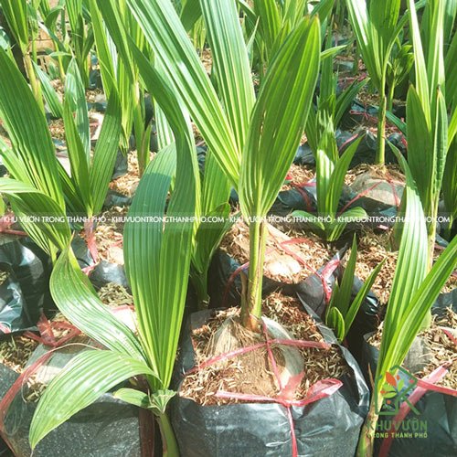 Cây Dừa Xiêm Lùn