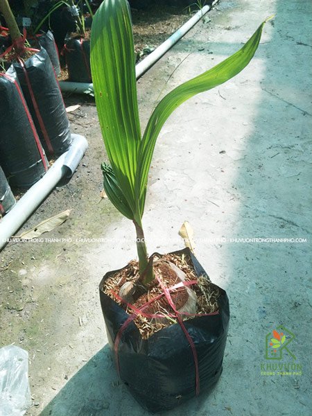 Cây Dừa Xiêm Lùn 2