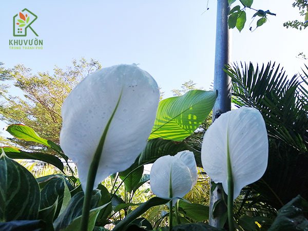 Cây Lan Ý 3