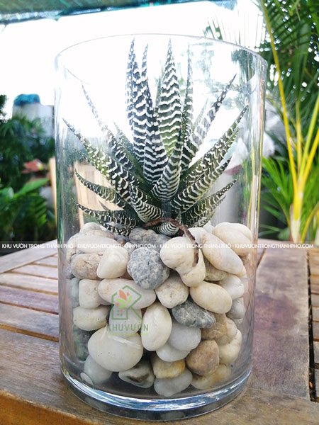 Cây Móng Rồng 2
