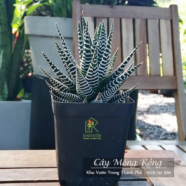 Cây Móng Rồng