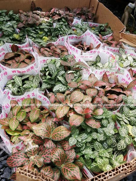 Cây Cẩm Nhung, Lá May Mắn 3