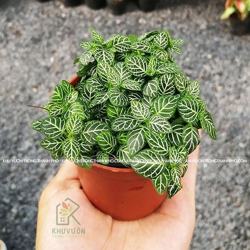 Cây Cẩm Nhung, Lá May Mắn