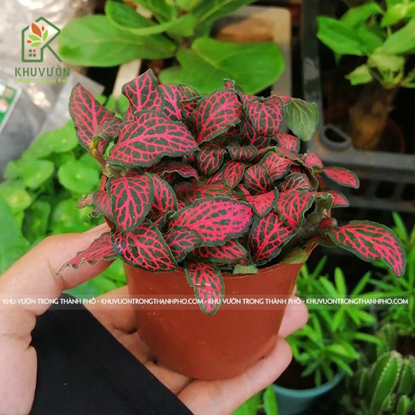 Cây Cẩm Nhung, Lá May Mắn 2