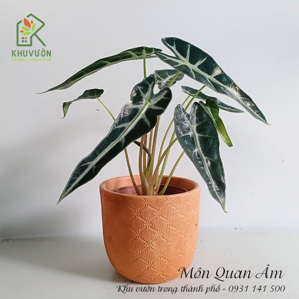 Cây Môn Quan Âm 3