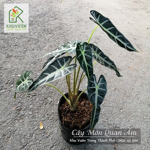 Cây Môn Quan Âm