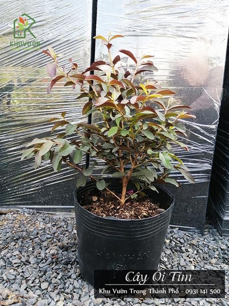 Cây Ổi Tím Lá Rí 2