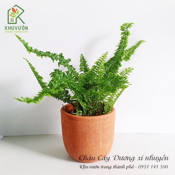 Chậu Cây Dương Xỉ Lá Nhuyễn