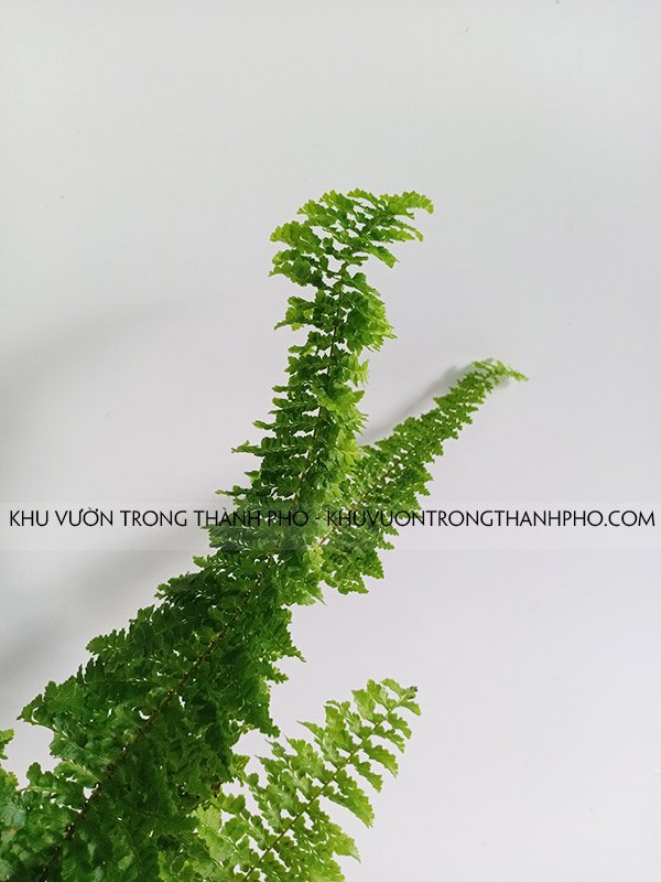 Chậu Cây Dương Xỉ Lá Nhuyễn 3