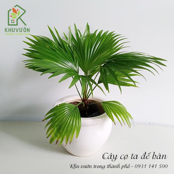 Chậu Cây Cọ Ta Để Bàn 3