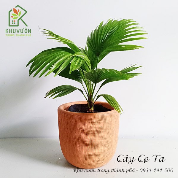 Chậu Cây Cọ Ta Để Bàn 2
