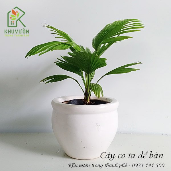 Chậu Cây Cọ Ta Để Bàn