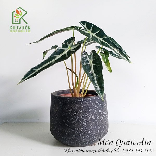 Chậu Môn Quan Âm Để Bàn 3
