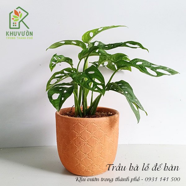 Cây Trầu Bà Lỗ Để Bàn 2